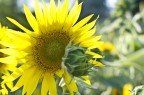Girasole Girasole