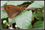 coenonympa pamphilus infortunatus....