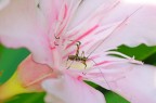 Microinsetto su fiore di oleandro Microinsetto su fiore di oleandro