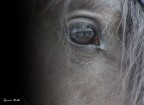 Riflessioni di un cavallo Riflessioni di un cavallo