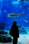 Oceanario de Lisboa Oceanario de Lisboa