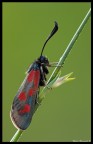 Zygaena Angelicae Zygaena Angelicae
