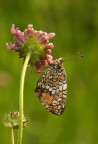 Melitaea athalia Melitaea athalia