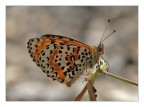 Melitaea didyma Melitaea didyma