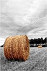 che palle.. che palle..