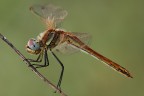 Sympetrum sp. Sympetrum sp.