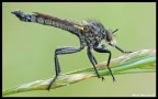 Asilidae Asilidae