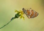 melitaea melitaea