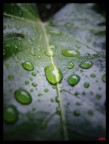 Rain drops Rain drops