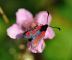 Colori primaverili...