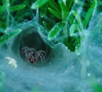 Nella tana... Nella tana...