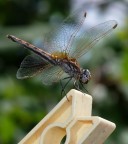 La bella..... La bella.....