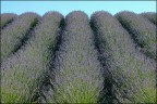 Lavanda del Conero Lavanda del Conero
