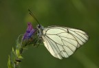 Pieride del biancospino Pieride del biancospino