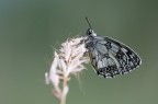 Melanargia_galathea Melanargia_galathea