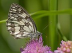 melangria galathea