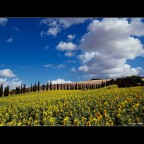 Sunflowers Sunflowers