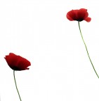 solite storie solite storie