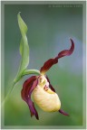 Pianella della Madonna (Cypripedium calceolus) Pianella della Madonna (Cypripedium calceolus)