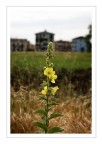 Anche questo  un "fiore di strada". Non so quale sia il suo nome.
Anni fa, quando era pi frequente trovarne lungo le strade, noi bambini li chiamavamo Spadoni :)