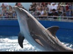 Dolphin Dolphin