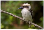 Kookaburra Kookaburra