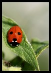 Coccinella Coccinella