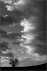 L'albero e la nuvola - b/n L'albero e la nuvola - b/n