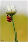 Coccinelle Coccinelle