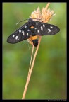 f/16 - 1,0 sec. - ISO 100 - no flash - no crop - sollevamento specchio - cavo di scatto - treppiede

[b][url=http://i246.photobucket.com/albums/gg102/megapixel_2008/Macro/14062009-IMG_3509.jpg]Foto ad alta risoluzione[/url][/b]