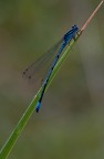 Coenagrion_puella Coenagrion_puella