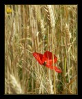 dal campo di grano dal campo di grano