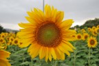 girasole girasole