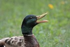 quack! quack!