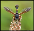 Dittero Top Dittero Top