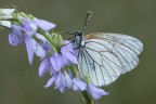 fiore o farfalla ?