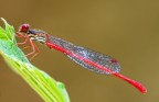 damigella rossa(Ceriagrion tenellum)