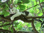 a cat thought.. a cat thought..
