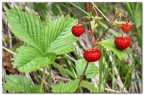 Le papille gustative di molti dei nostri ragazzi non conoscono questi straordinari "aromi naturali" .... facciamoglieli ricoprire.
Genitori portate i vostri figli nei boschi!
Ivo