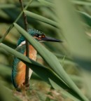 Martin Pescatore Martin Pescatore