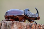 Scarabeo rinoceronte Scarabeo rinoceronte