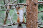 ciao
scoiattolo rosso femmina