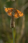 parasole