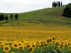 Campo di girasoli Campo di girasoli