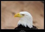 Eagle Eagle
