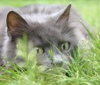 feline eyes feline eyes