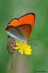 ciao a tutti 
domenica parco del ticino 
incontro fortunato con la Licaena dyspar 
farfalla rara bella e superprotetta in tutta europa
