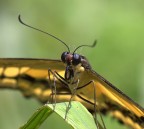 farfalla02 farfalla02