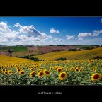 Sunflowers Valley Sunflowers Valley