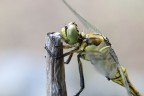Libellula 2 Libellula 2